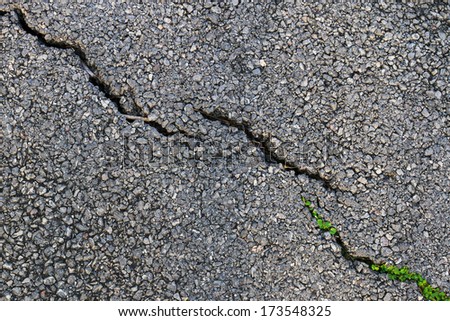 cracked road, Green plant growing trough cracked asphalt