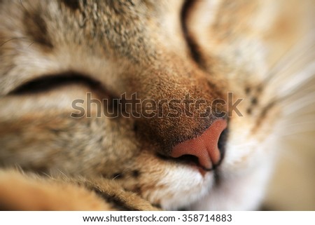 Close up photo of cat nose