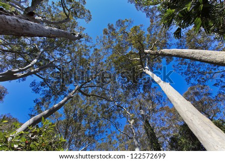 tall eucalyptus trees crowns wide angle view bottom up blue sky and strong trunks in evergreen forest