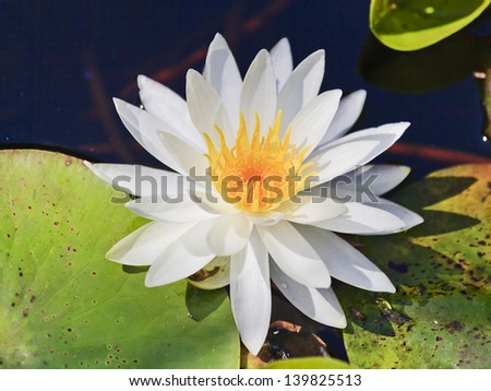 white snow lotus flower water-lily blossoming in the pond above water view from the top natural beauty