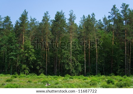 wall of trees