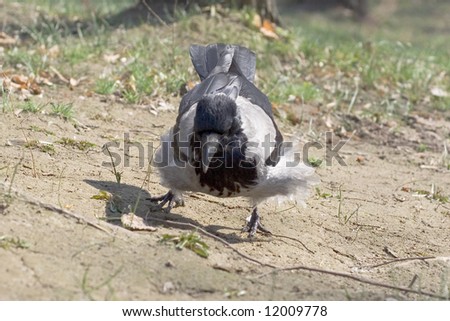 Bird On Ground