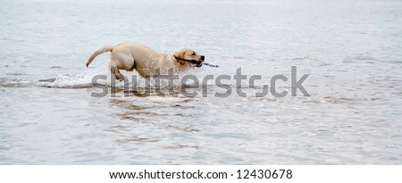 the friendly dog run swims in shallow water plays with wooden stick