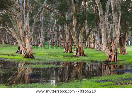 eucalyptus forest trees deep trunks spit reflection in the water puddle