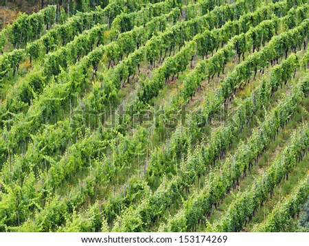 Italy tuscany agriculture field of vineyard rows pattern end to end green environmental pattern