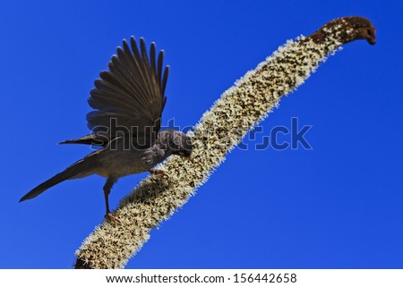 small sparrow bird feeds from blooming flower against blue sky in Australia