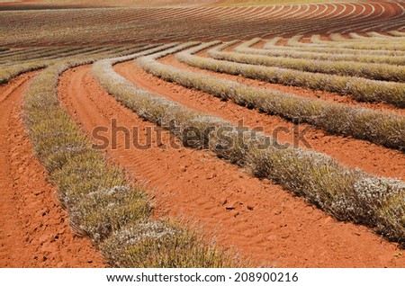 Tasmania lavender farm red soil field with agricultural harvesting of industrial scale herbs growth