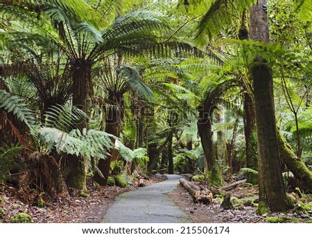 Australia Tasmania Mt Field national park green woods with easy disabled access wheelchair suitable walk way to local attractions under fern trees