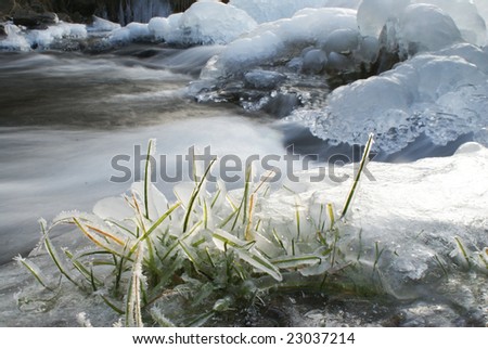 frozen grass