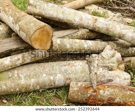 Cut logs at a camping site