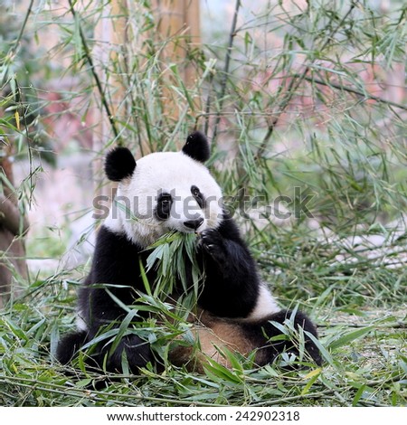 A Giant Panda Bear During Meal Time