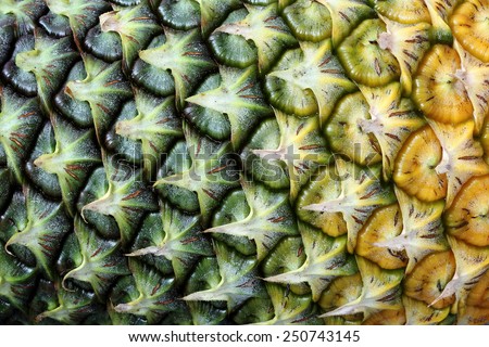 Abstract Background of Nature - Texture of Pineapple Skin
