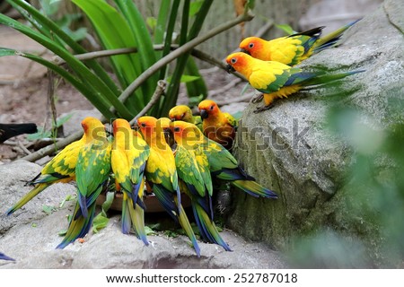 A Group of Colorful Parrot During Feeding Time