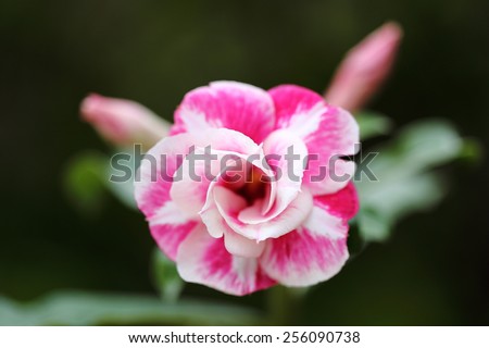 Abstract and Closeup View of White and pink Desert Flower, adenium obesum