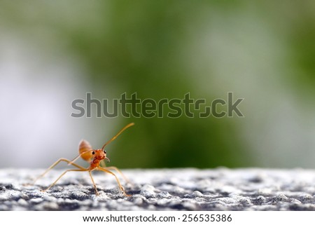 Image of Red Fire Ant with Large Empty Space for Possible Writing or Title