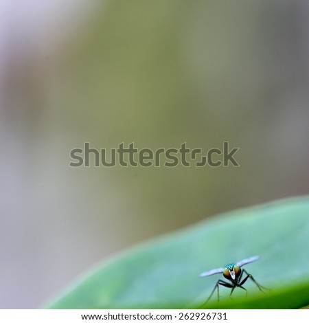 Insect Theme Image with Lots of Empty Space for Your Writing and/or Subject Title
