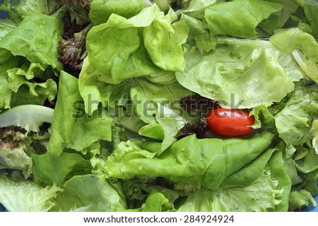 Lettuce Being Washed with Fresh Water illustrating Healthy Eating Habits and/or Food Theme