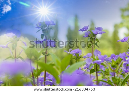 Flowers purple with sun radiation on background blue sky
