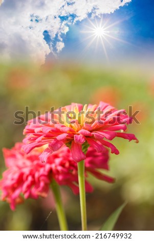 Flowers with sun radiation on  background blue sky