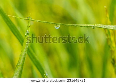 Leaves of grass with drops  dew on a green background