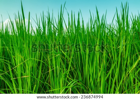 Landscape leaves green rice with sky background