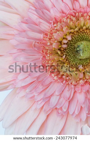 Close up of beautiful chrysanthemum on white background.