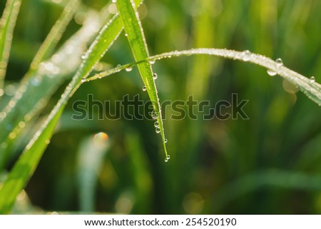Fresh green  grass leaves with dew drops close up