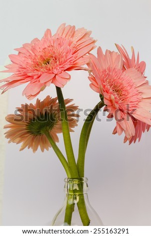 Beautiful chrysanthemum on white background with water drops