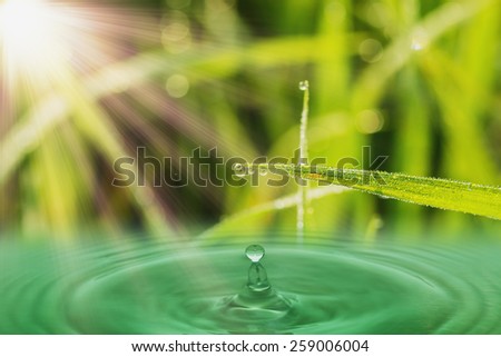 Fresh green  grass leaves with dew drops and sunlight