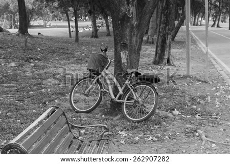 Bicycle resting under the tree with the bench
