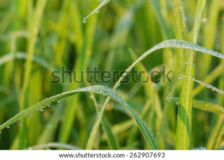Fresh green  grass leaf with dew drops close up