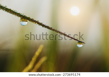 Dew drops on  Grass  leaves green  with sunrise in morning