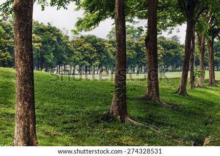 Landscape   in a park with trees  and  lawn in city of bangkok