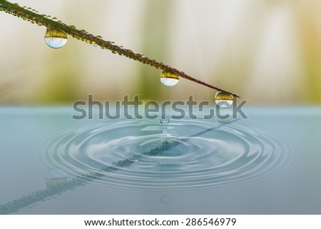 Water drops from the leaves with reflection  shadow in water