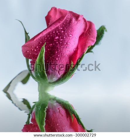 Pink rose with water drops with shadow reflection in water