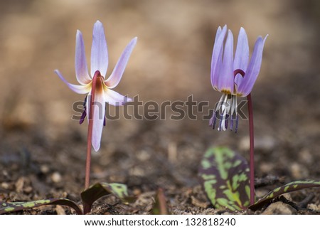 Two solitary purple flowers sprout from the ground even without grass