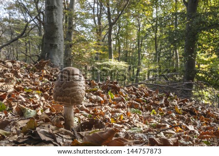 Mushrooms in the forest floor in autumn among the fallen leaves of the beeches