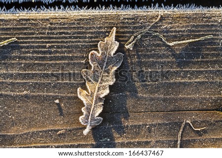 With the first cold dew freezing creates pure white embroidery at the edges of fallen leaves