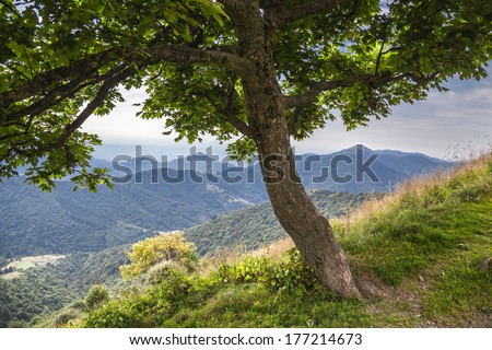 Landscape seen from under a tree sheltering from the scorching sun