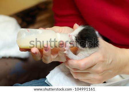 orphan kitten drinking milk from little bottle