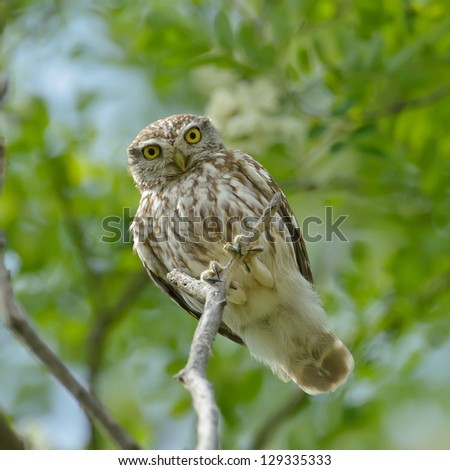 the little owl in natural habitat (Athene noctua)