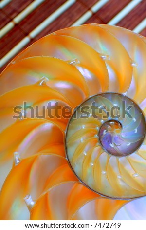 nautilus shell section as background