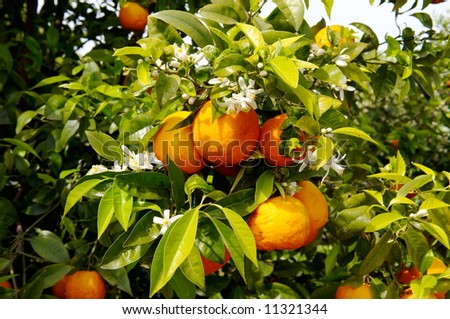 orange tree branch with fruits and flowers