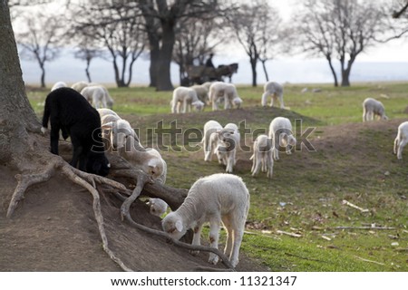 group of sheep with cute little lambs on a field in spring
