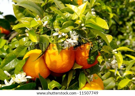orange tree branch with fruits and flowers in the sunshine