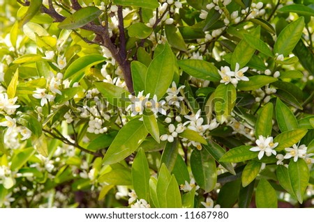 orange tree branch with flowers in the sunshine