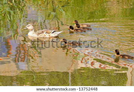 duck and ducklings on the river
