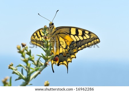 wonderful butterfly against the blue sky - Eastern Tiger Swallowtail