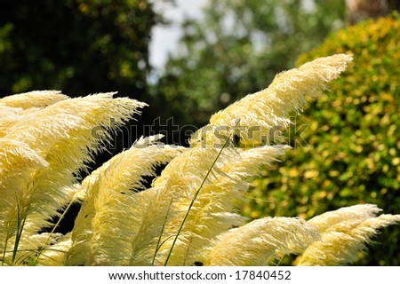 tropical ornamental plant in summertime