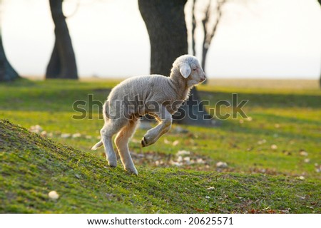 cute little lamb jumping on field